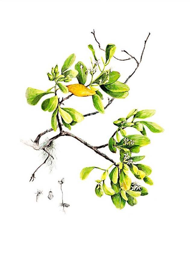 lumnitzera racemosa 
